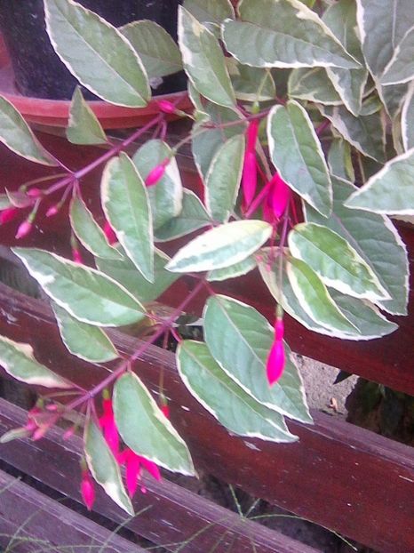 Photo0035 - Fuchsia 2018