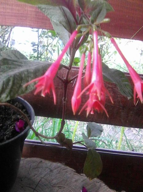 Photo0041 - Fuchsia 2018
