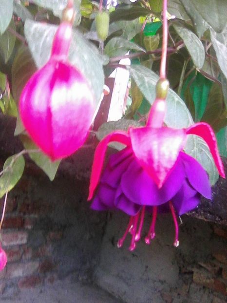 Photo0040 - Fuchsia 2018