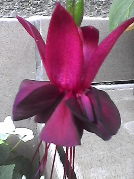 Photo1647 - Fuchsia 2018