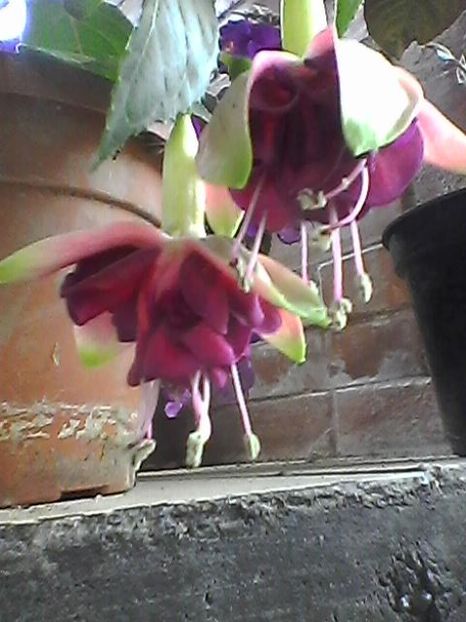 Photo1666 - Fuchsia 2018