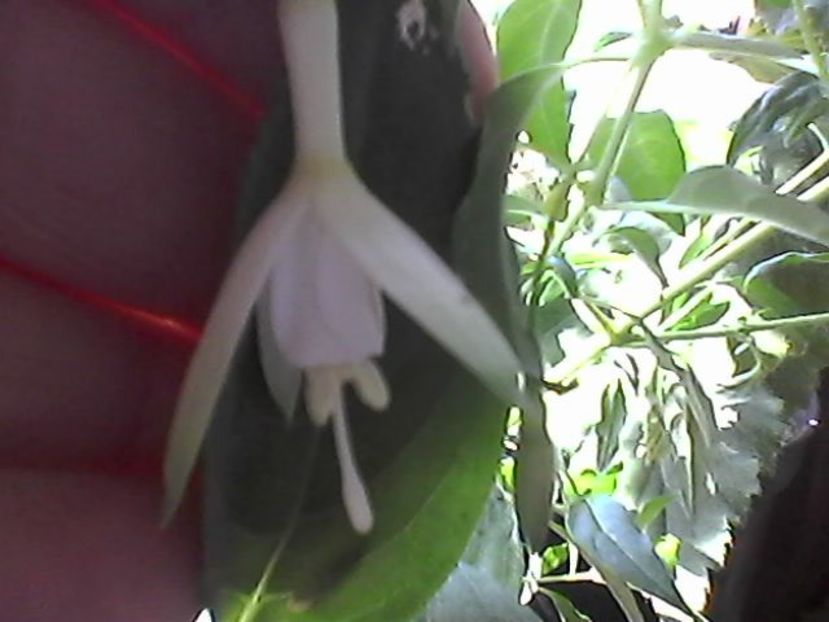 Photo1714 - Fuchsia 2018