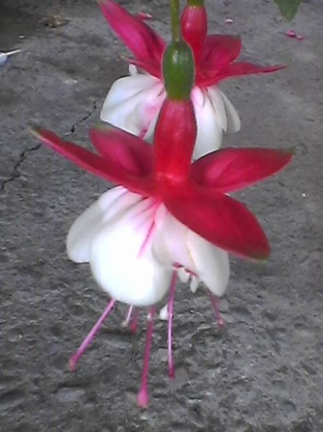 Photo1690 - Fuchsia 2018