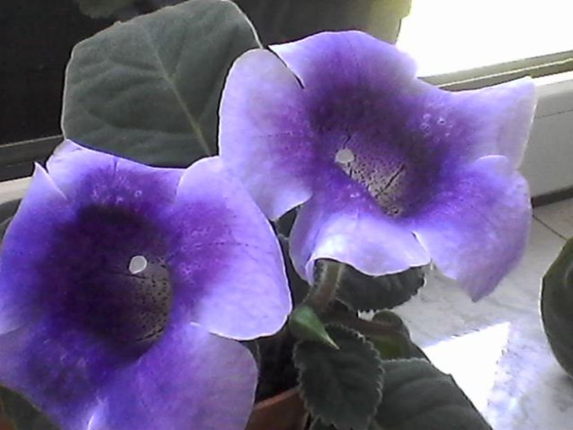 Photo1746 - Gloxinia 2017-- 2018