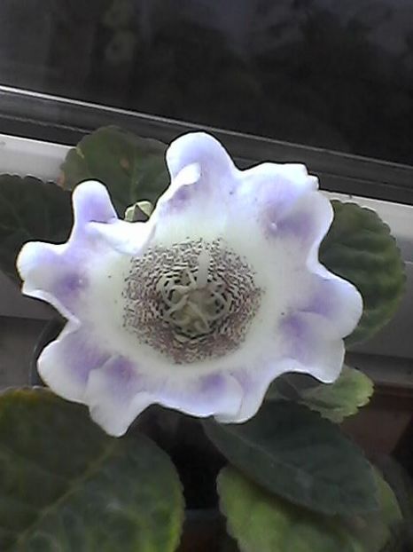 Photo1761 - Gloxinia 2017-- 2018