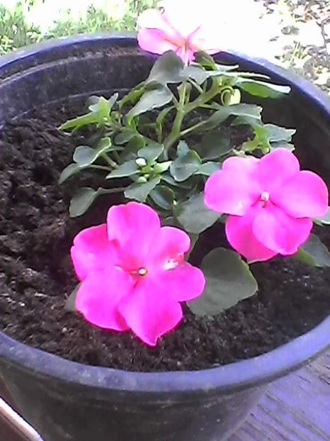 Photo1577 - Impatiens 2018