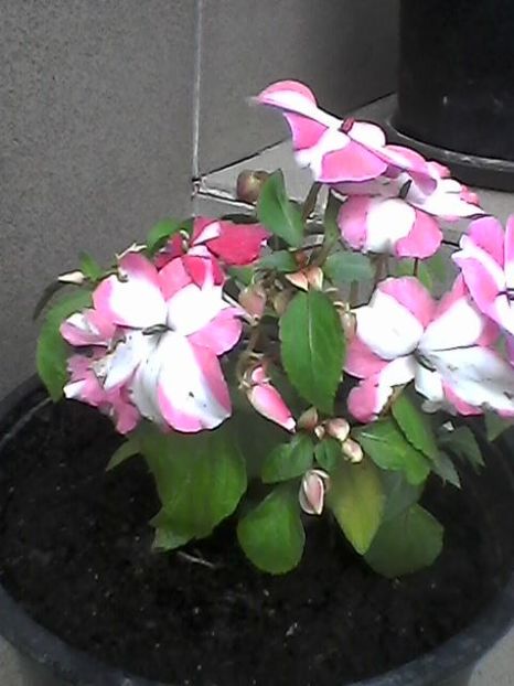 Photo1587 - Impatiens 2018