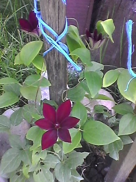 Photo1580 - Copy - Floricele 2018