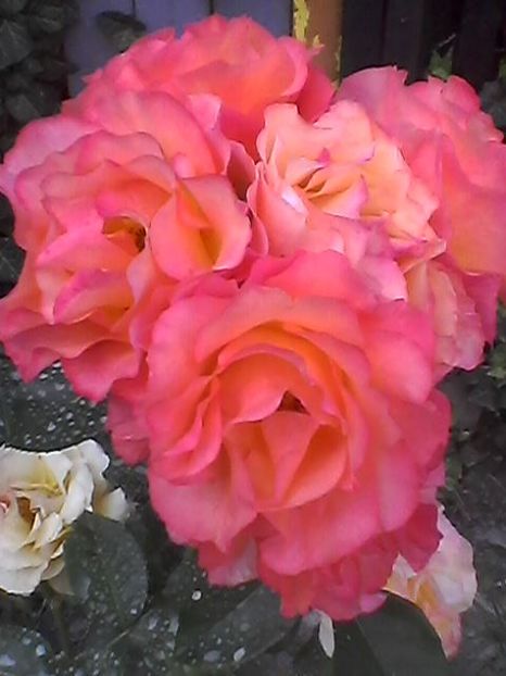 Photo1760 - Floricele 2018