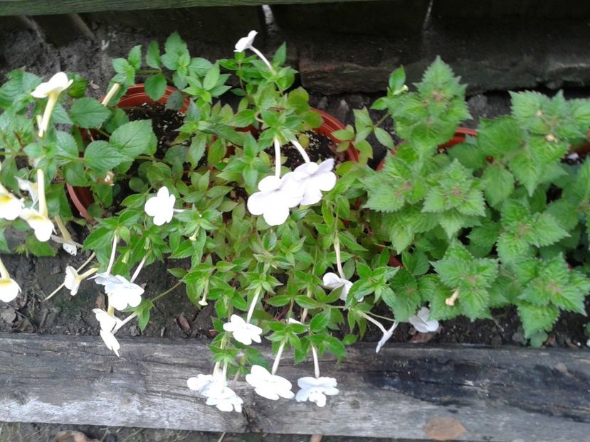 Fotografie0211 - ACHIMENES 2018 si alte FLORI