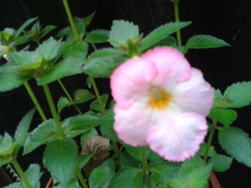 Fotografie0208 - ACHIMENES 2018 si alte FLORI