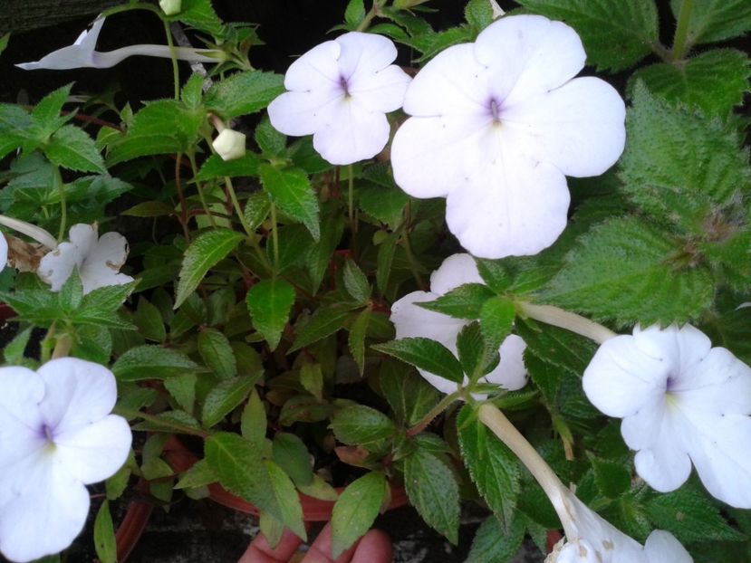 Fotografie0205 - ACHIMENES 2018 si alte FLORI
