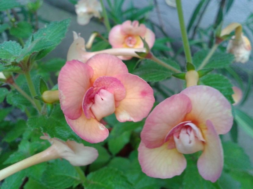 Fotografie0203 - ACHIMENES 2018 si alte FLORI