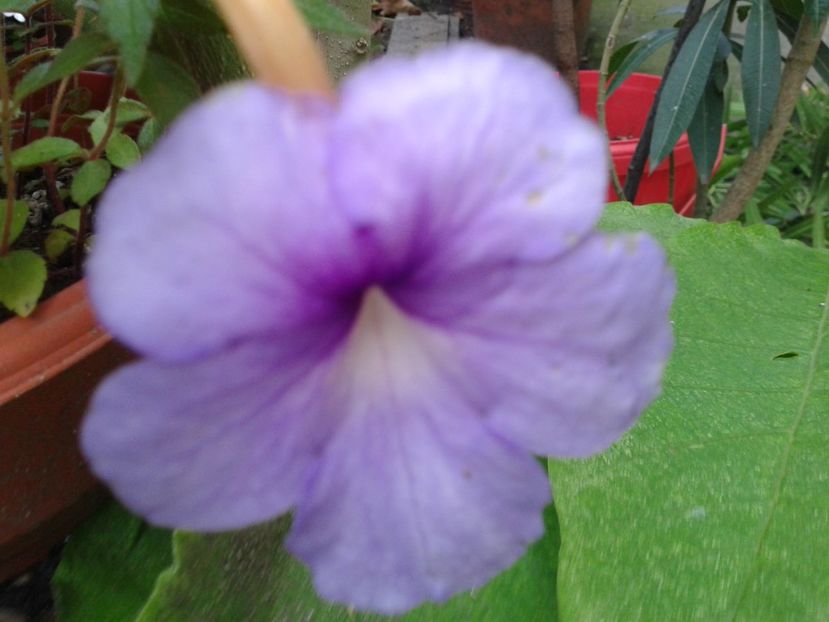 Fotografie0200 - ACHIMENES 2018 si alte FLORI
