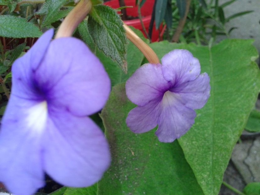 Fotografie0199 - ACHIMENES 2018 si alte FLORI