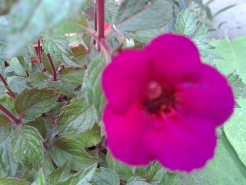 Fotografie0194 - ACHIMENES 2018 si alte FLORI