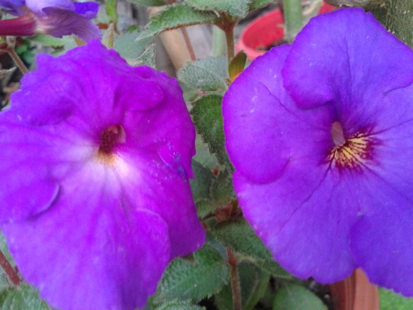 Fotografie0193 - ACHIMENES 2018 si alte FLORI