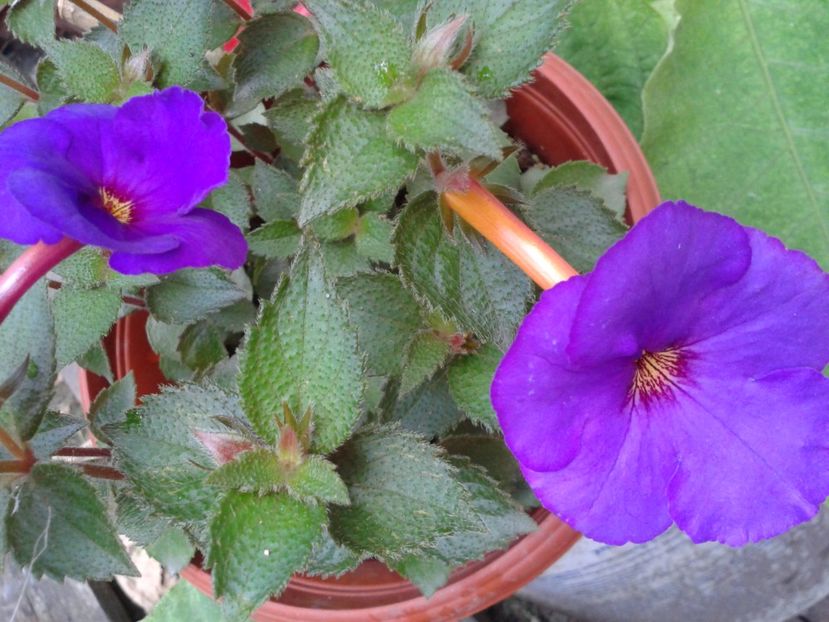 Fotografie0191 - ACHIMENES 2018 si alte FLORI