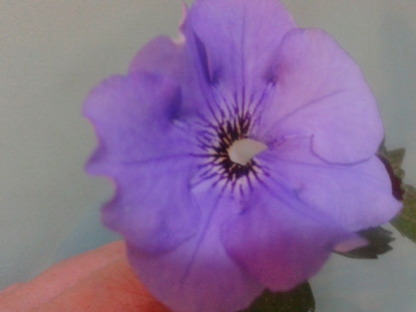 Fotografie0188 - ACHIMENES 2018 si alte FLORI