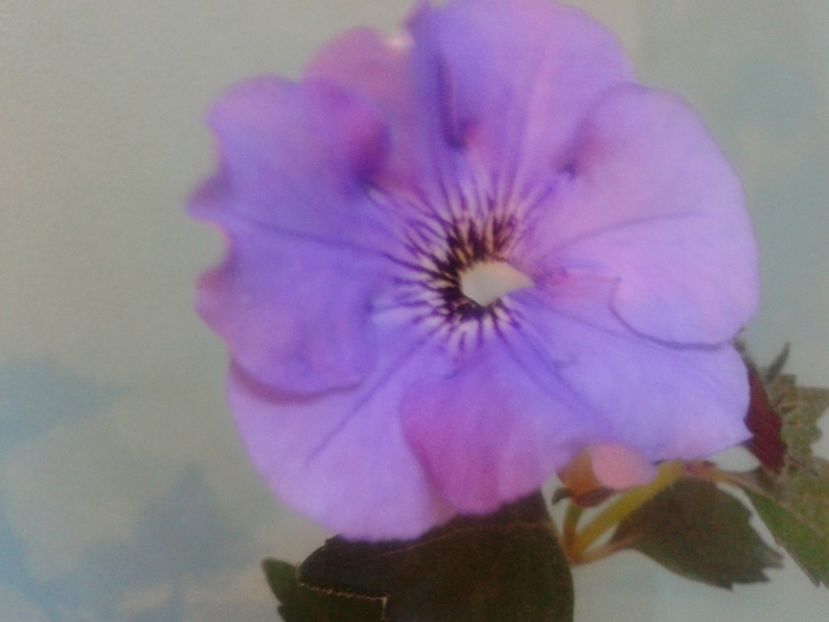Fotografie0186 - ACHIMENES 2018 si alte FLORI