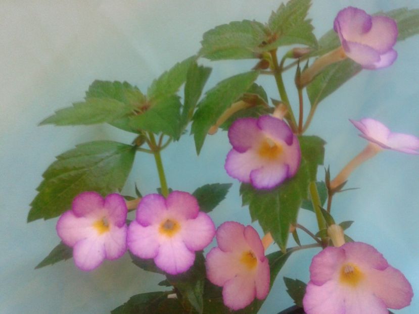 Fotografie0179 - ACHIMENES 2018 si alte FLORI
