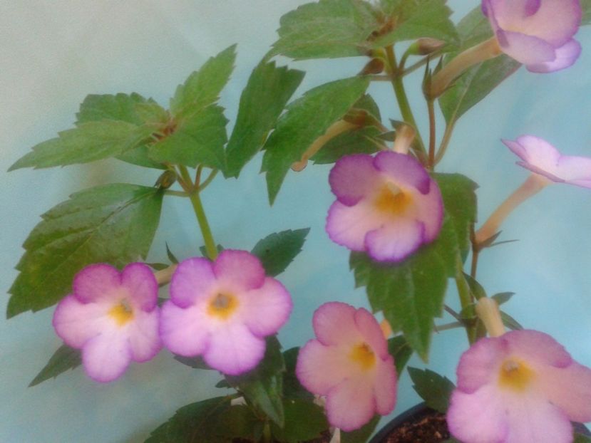 Fotografie0178 - ACHIMENES 2018 si alte FLORI