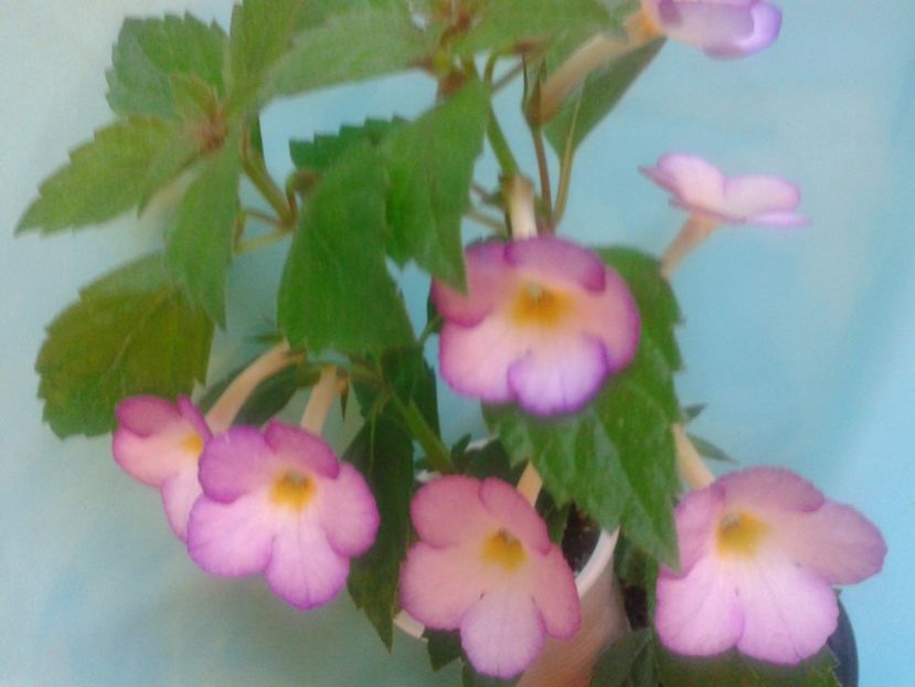 Fotografie0175 - ACHIMENES 2018 si alte FLORI