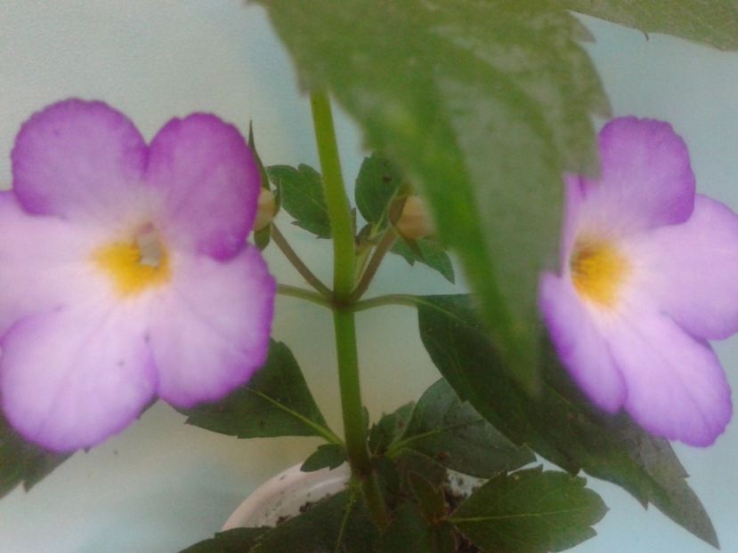 Fotografie0174 - ACHIMENES 2018 si alte FLORI