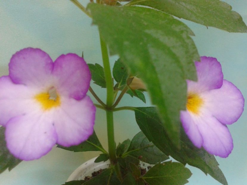 Fotografie0171 - ACHIMENES 2018 si alte FLORI