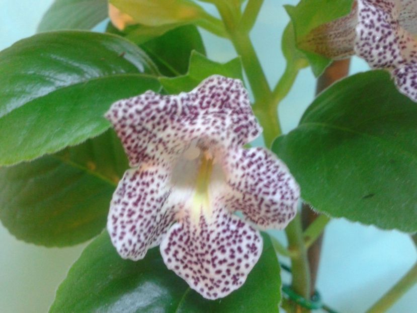 Fotografie0169 - ACHIMENES 2018 si alte FLORI