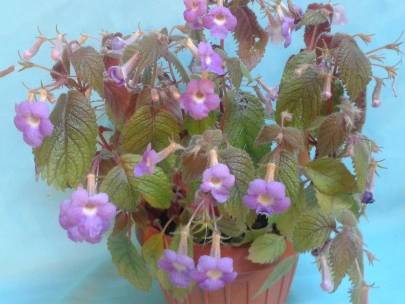 Fotografie0167 - ACHIMENES 2018 si alte FLORI