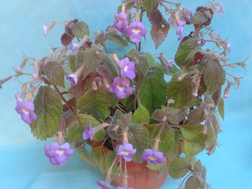 Fotografie0166 - ACHIMENES 2018 si alte FLORI