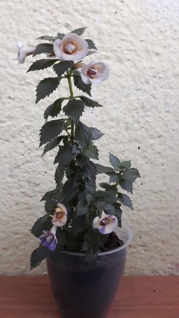 2018 - R19 - Lena Vera