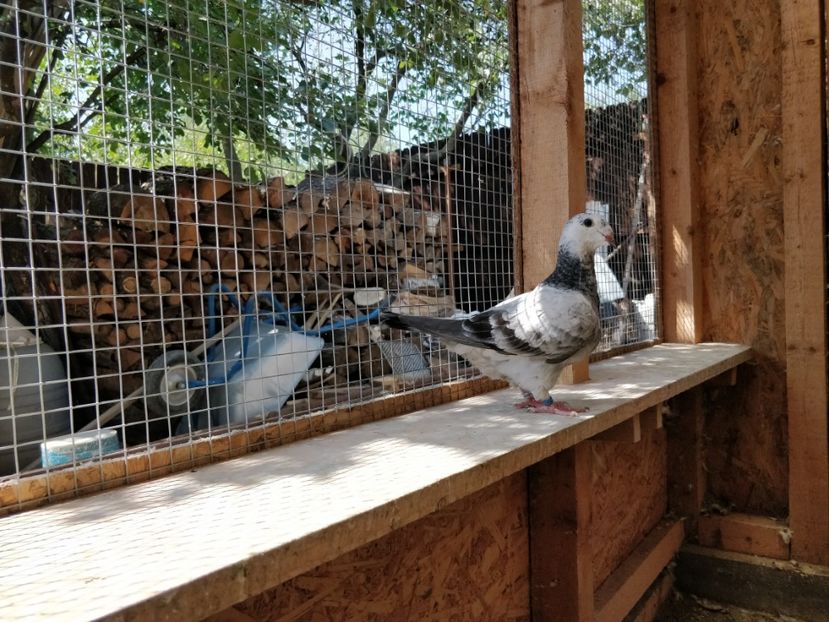 18 - Pui voiajor standard 2018