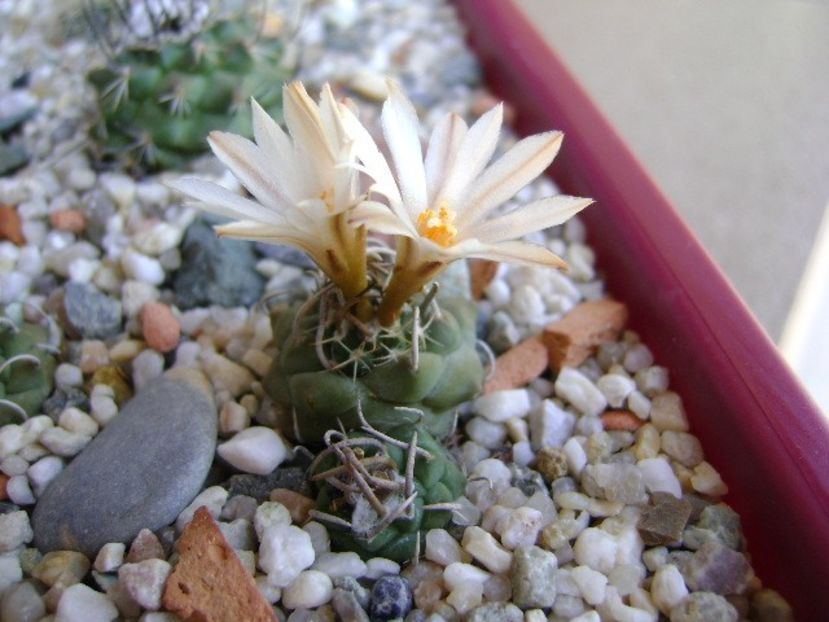 Turbinicarpus klinkerianus - Cactusi 2018 continuare