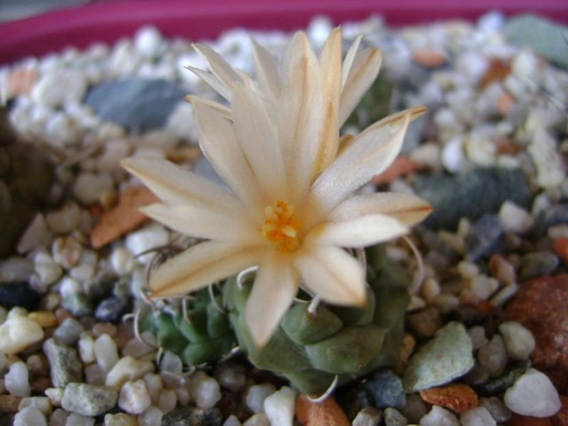 Turbinicarpus klinkerianus - Cactusi 2018 continuare