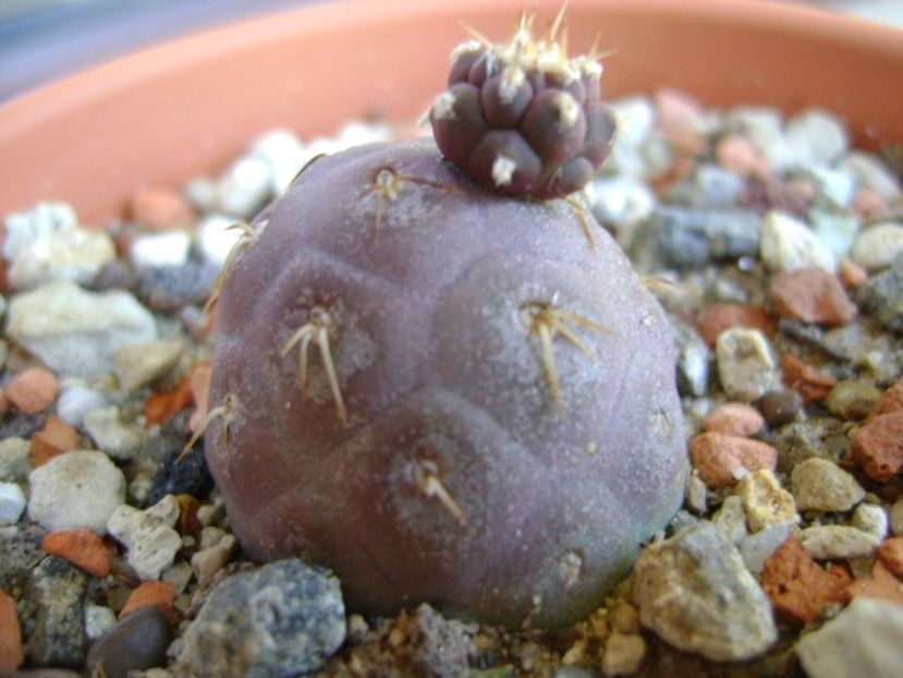 Tephrocactus geometricus - Cactusi 2018 continuare