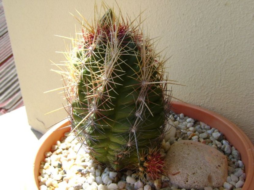 Thelocactus bicolor ssp. pottsii - Cactusi 2018 continuare