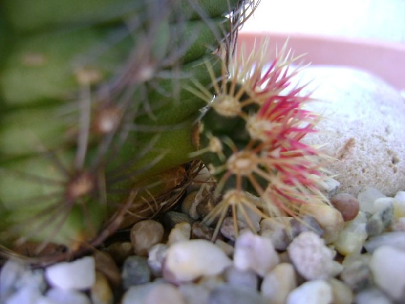 Thelocactus bicolor ssp. pottsii - Cactusi 2018 continuare