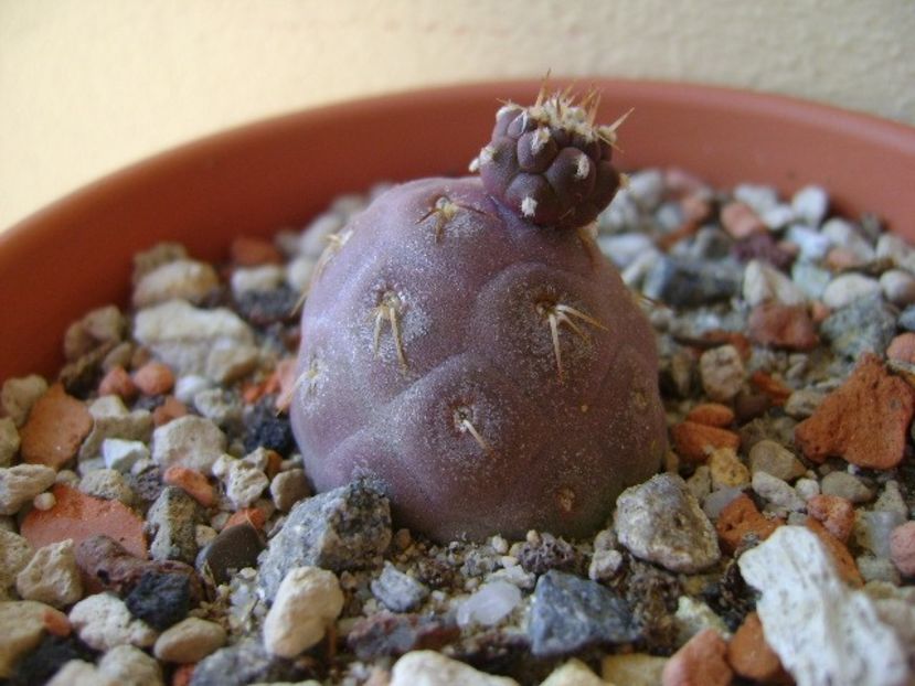 Tephrocactus geometricus - Cactusi 2018 continuare