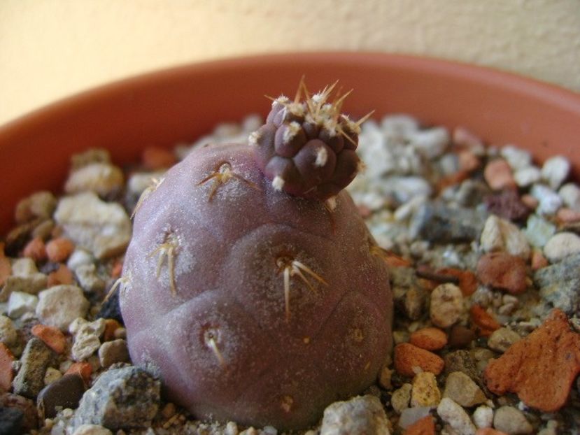 Tephrocactus geometricus - Cactusi 2018 continuare