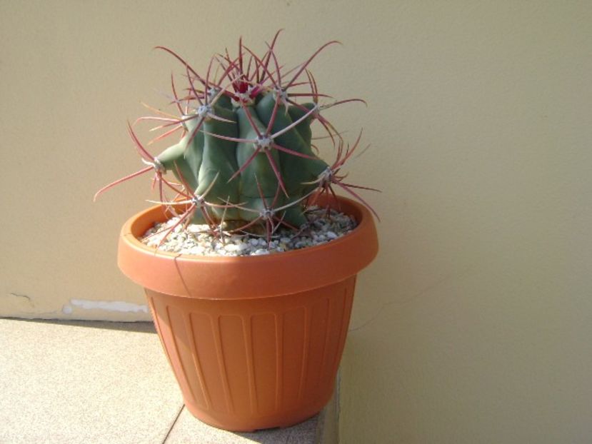 Ferocactus emoryi - Cactusi 2018 continuare
