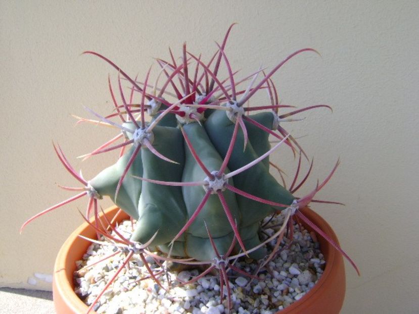 Ferocactus emoryi - Cactusi 2018 continuare