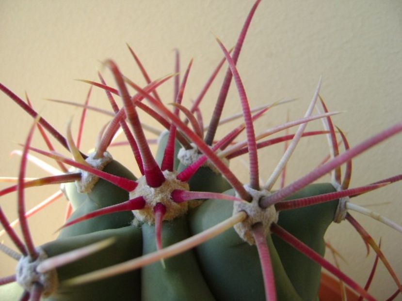 Ferocactus emoryi - Cactusi 2018 continuare