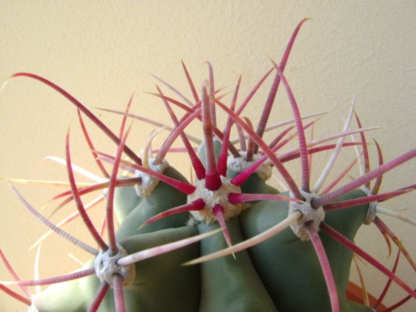 Ferocactus emoryi - Cactusi 2018 continuare