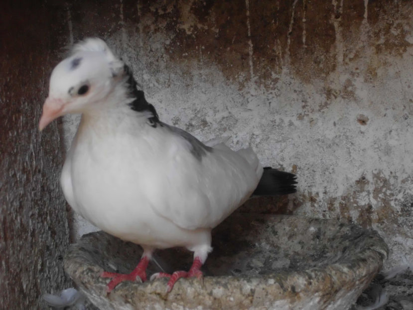  - GALATENI DE VINZARE