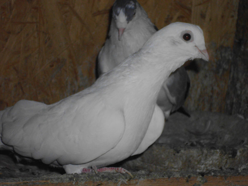 20ron m - GALATENI DE VINZARE