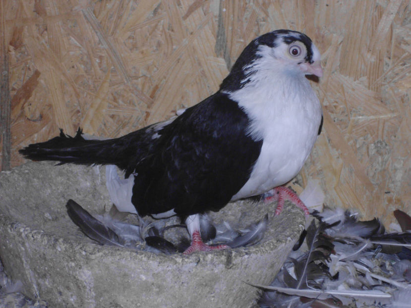 fF 25 RON - GALATENI DE VINZARE