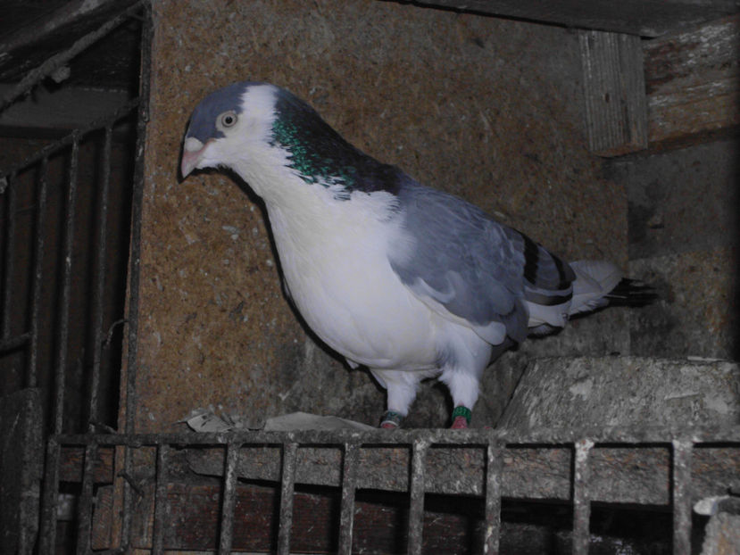  - GALATENI DE VINZARE