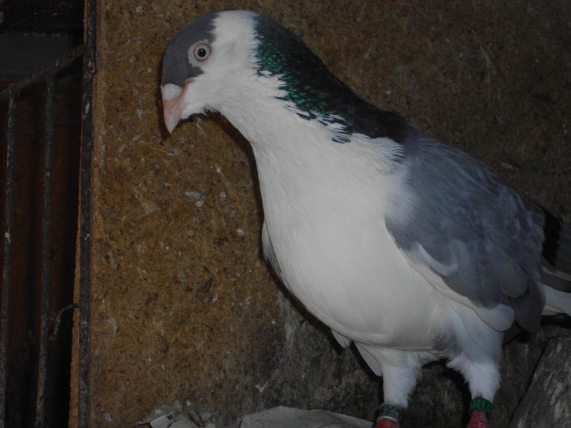  - GALATENI DE VINZARE